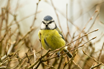 Blue Tit Perched in hedge looking straight on