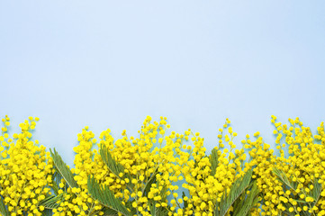 Spring yellow flower mimosa on blue background. Natural spring background with copy space. Easter decoration. Top view Flat Lay