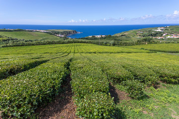Fototapeta na wymiar Tea plantations at Porto Formoso, Sao Miguel Island, Azores Portugal