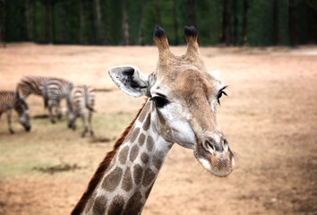 Close up portrait of cute Giraffe with Zebras in backround
