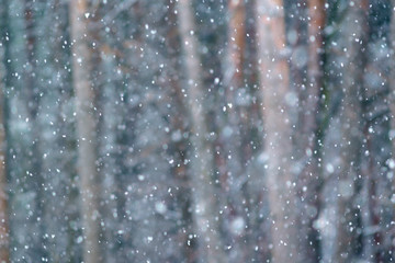 winter forest trees in snow, close up, blurred