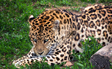 Fototapeta na wymiar Leopard laying in the grass in Dalian Forest Zoo