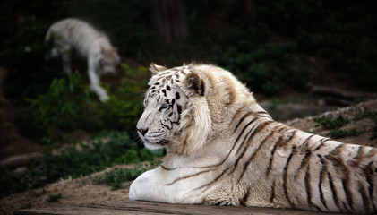 Fototapeta na wymiar Lying white tiger in Dalian Forest Zoo