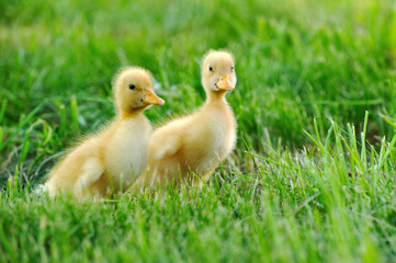 Small duck  of green grass