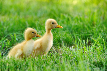Small duck  of green grass