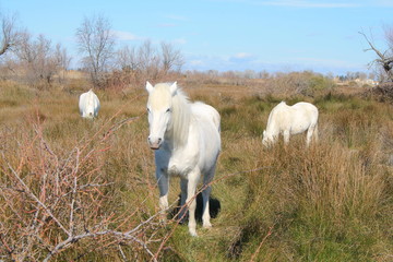 Magnéfiques chevaux blancs de Camargue, France