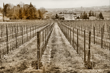 vineyard at the toscana italy