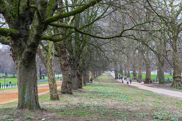 Tree lined street in Hyde Park London, late winter