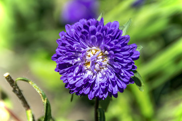 purple single lots of petals