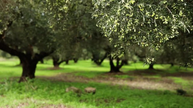 Olive trees orchard, relaxing fresh foliage