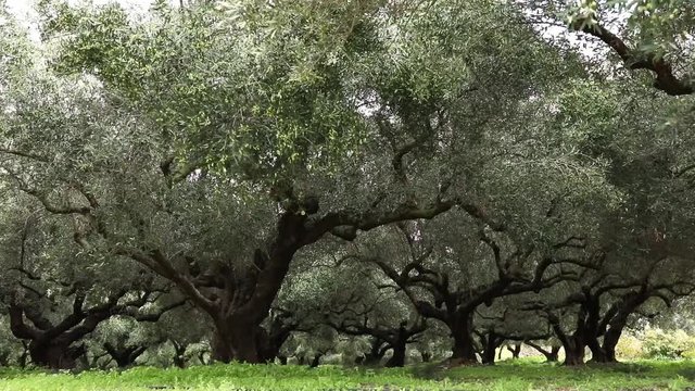 Olive trees orchard, relaxing fresh foliage