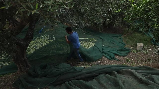 Farmer harvesting olives in his orchard