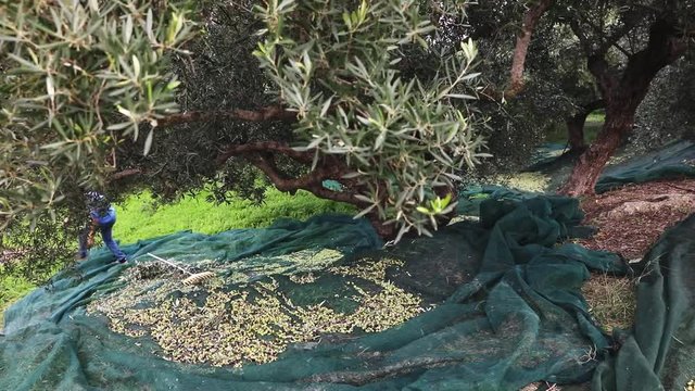 Farmer harvesting olives in his orchard