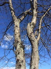 Thorny honey locust trees with blue sky and clouds in background