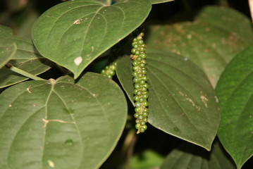 allspice growing in wild nature