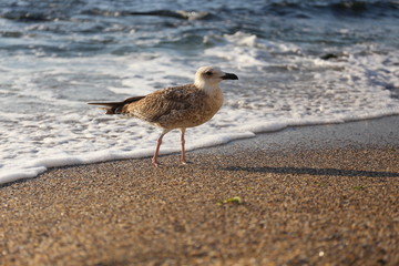 seagull on the beach