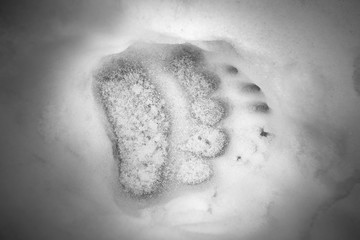 Brown bear front paw