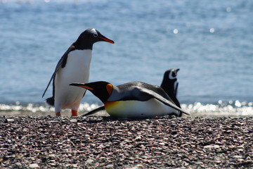 Fototapeta premium King Penguin with Gentoo and Magellanic Penguins