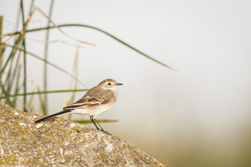 White wagtail