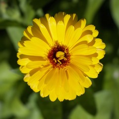Bright beautiful yellow flower, the memory of summer