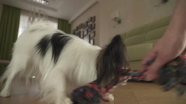Dog Papillon takes the rope plays with the host in living room stock footage video