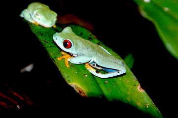 Little frog