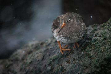 Purple sandpiper in winter