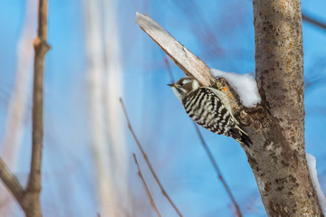 japanese Pygmy Woodpecker Bird