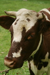 Naklejka na ściany i meble head of brown and white cow