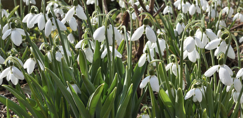 Snowdrops, first spring flowers in a sun light