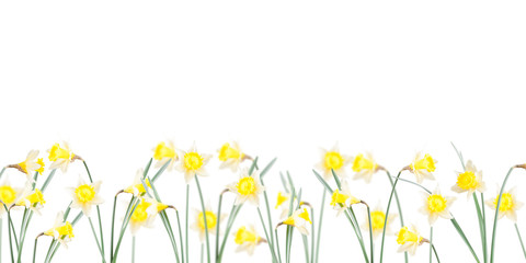 Poster, spring flowers, narcissus  in the grass on a white background