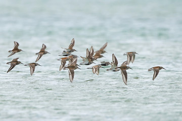 Dunlin (Calidris alpina)