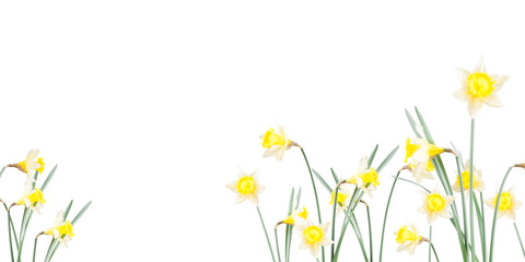 Poster, spring flowers, narcissus  in the grass on a white background