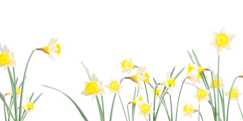 Poster, spring flowers, narcissus  in the grass on a white background