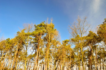 Blue sky among the crowns of trees. © W Korczewski