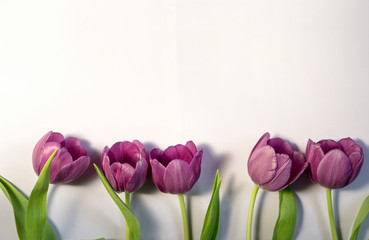 Spring background with border from purple tulips and copy space flat lay top view