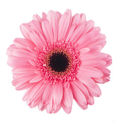 pink gerbera flower isolated on white