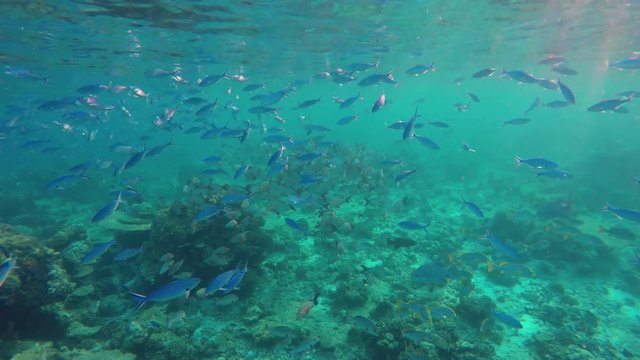 ein sehr großer Schwarm Fische (vielstreifen Füsilier) schwimmt im Riff