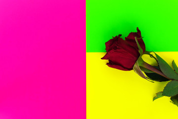 Red rose close up on colorful background yellow and pink wallpaper