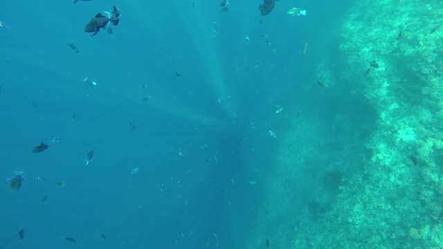 Sonnenstrahlen scheinen tief ins Wasser an einer Riffkante und es schwimmen dort blaue Dr&uuml;ckerfische