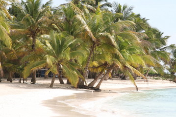 seascape with white sand and green coconut palms and blue ocean water diminican republic