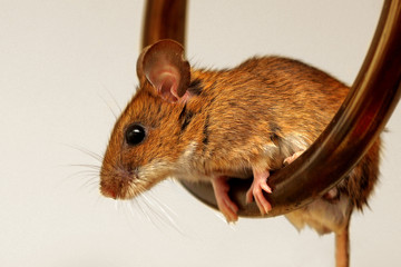 Wood mouse (Apodemus sylvaticus) resting on a chandelier.