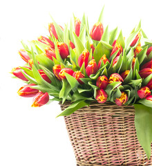 bunch of tulips isolated on white background