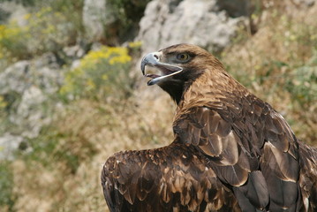 brown eagle with open beak