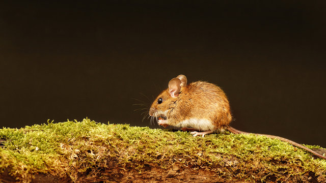 Wild wood mouse (Apodemus sylvaticus) on a moss-covered branch.