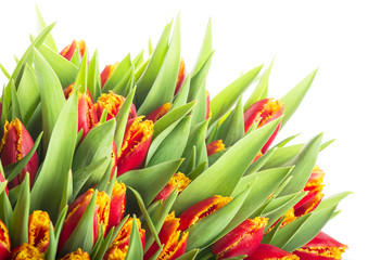 Obraz premium bunch of tulips isolated on white background