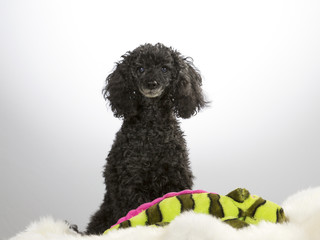 Black poodle with a colourful toy. Image taken in a studio.