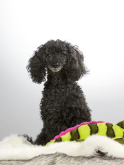 Black poodle with colorful toy. Image taken in a studio.