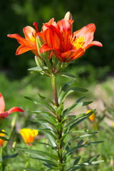 Orange lilies in a flowery garden