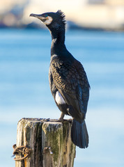 Great cormorant. (Phalacrocorax carbo).Northern Norway.Tromso.